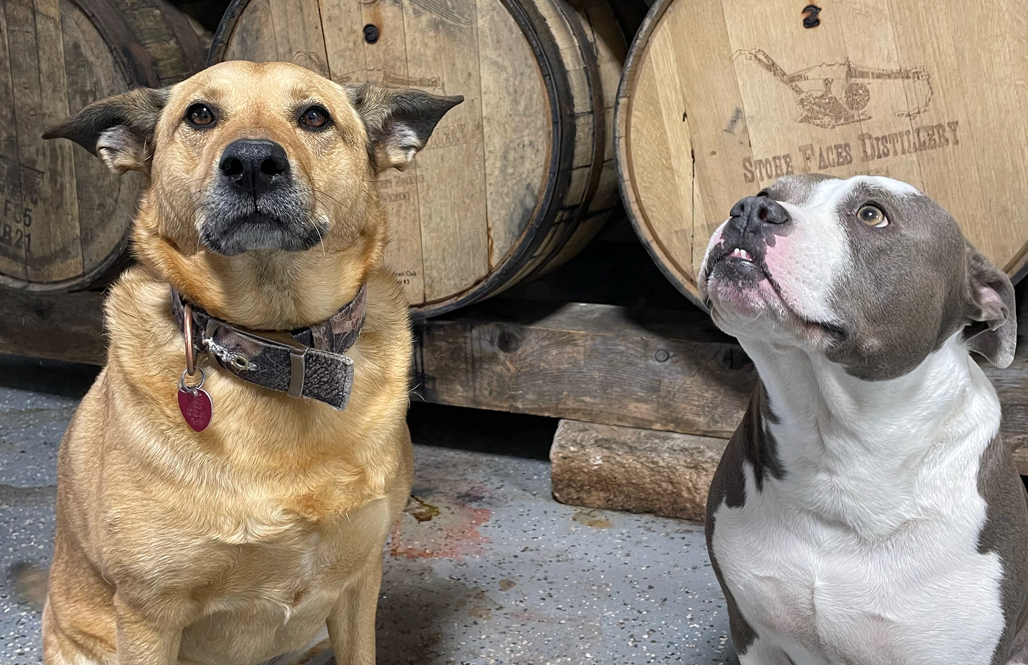 Luna and Rizzo, the official winery dogs of Valiant Vineyards, sitting in front of oak barrels
