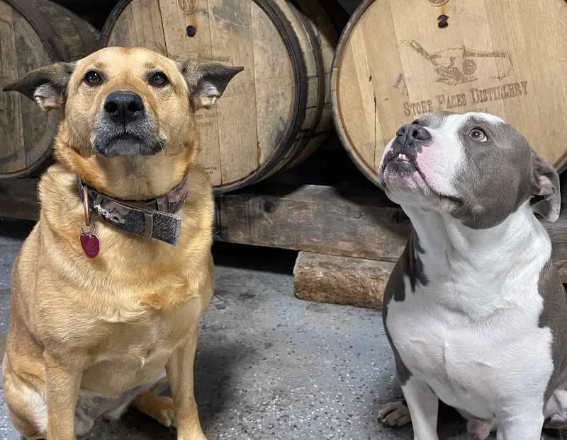 Flora and Dellingr, our certified winery dogs
